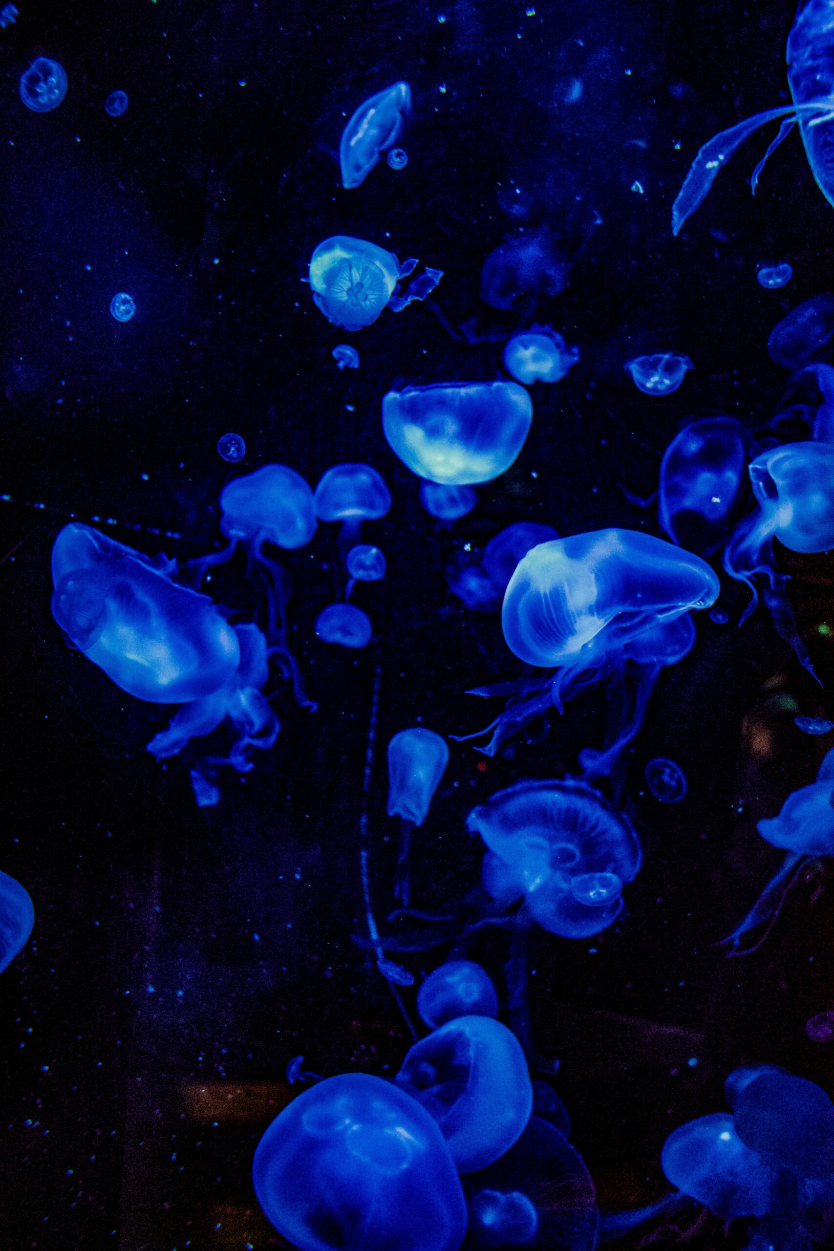 Mesmerizing image of blue jellyfish gracefully floating in dark ocean waters, glowing with luminescence.